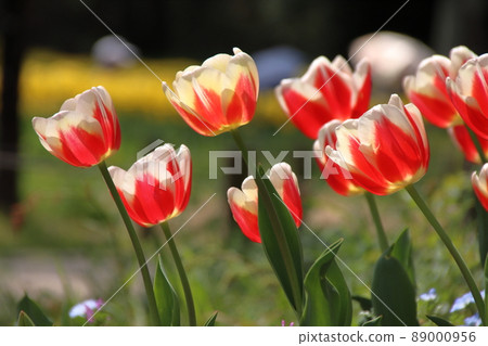 Tulip Tulip 89000956