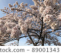 櫻桃樹 89001343