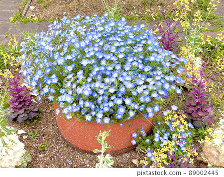 Nemophila Nemophila 89002445