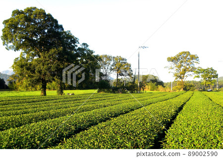綠茶田散步 綠茶田散步 89002590