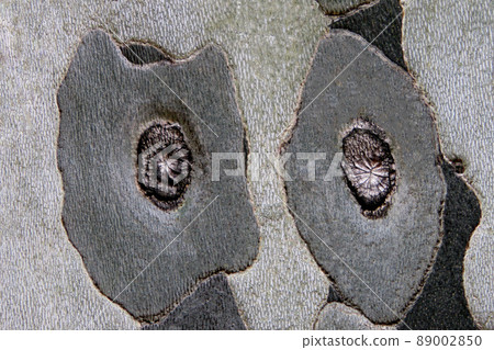 sycamore shape 89002850