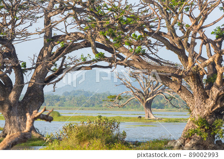 Trees on Sri Lanka 89002993