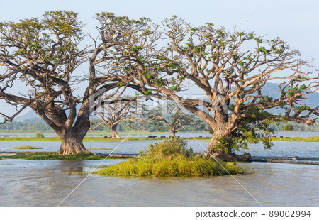 Trees on Sri Lanka 89002994