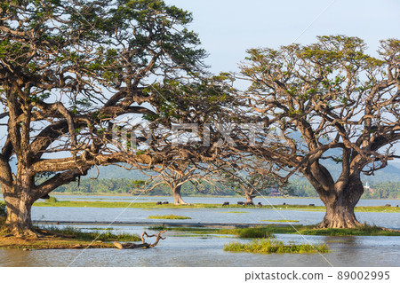 Trees on Sri Lanka 89002995