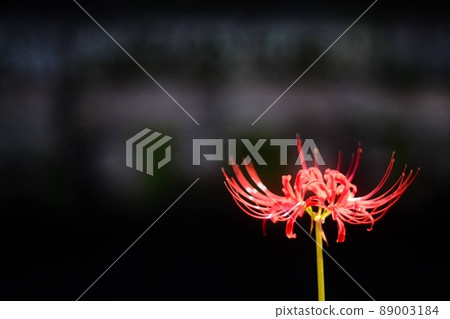 Cluster amaryllis, blooming in red 89003184