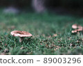 Mushrooms living in the field 89003296