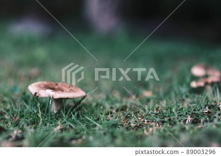 Mushrooms living in the field 89003296