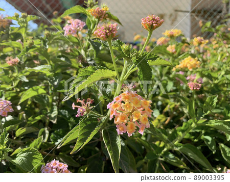 Beautiful flowering shrub lantana camara Beautiful flowering shrub lantana camara 89003395