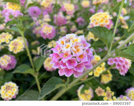 Beautiful flowering shrub lantana camara Beautiful flowering shrub lantana camara 89003397