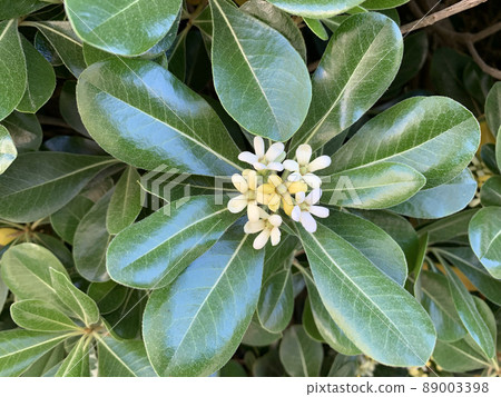 Flowering ornamental shrub Pittosporum Tobira Flowering ornamental shrub Pittosporum Tobira 89003398