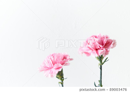 Carnation Carnation 89003476