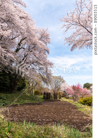 Field petals Field petals 89003515