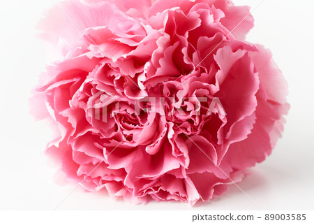 Carnation Carnation 89003585