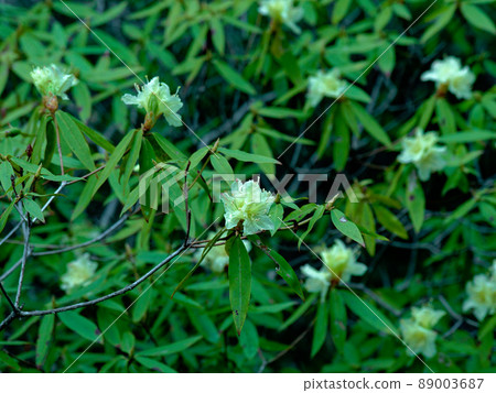Cream-colored flower Hikagetsuji Cream-colored flower Hikagetsuji 89003687