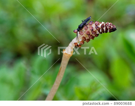 Sawfly companion Rurichu Range Sawfly companion Rurichu Range 89003688
