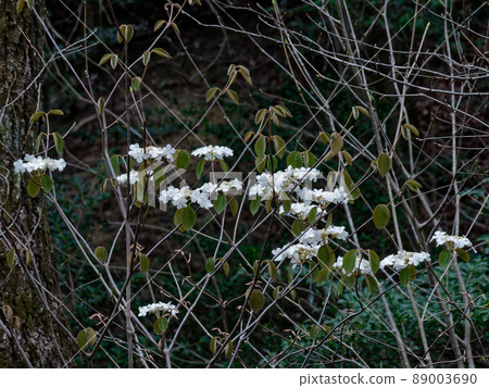 Musikari開花 89003690