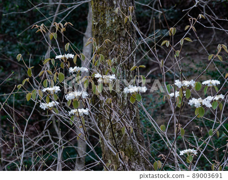 Musikari開花 89003691