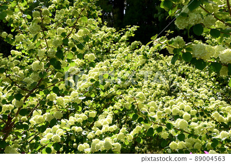 Green Odemari forest Green Odemari forest 89004563