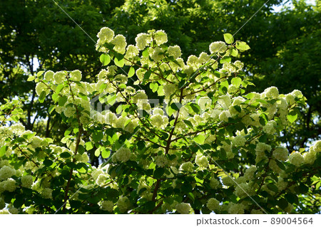 Green Odemari forest Green Odemari forest 89004564