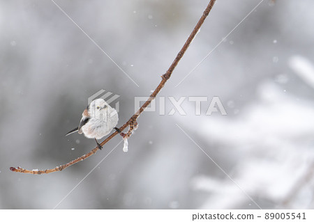 March in Hokkaido, long-tailed tit and long-tailed tit. 89005541