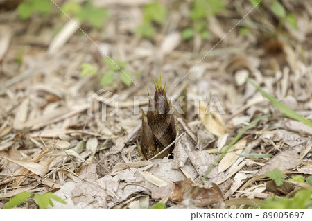 Bamboo shoots growing from the ground Bamboo shoots growing from the ground 89005697