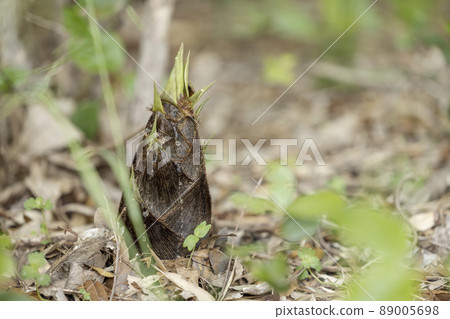 Bamboo shoots growing from the ground Bamboo shoots growing from the ground 89005698