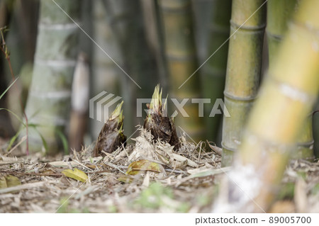 Bamboo shoots growing from the ground Bamboo shoots growing from the ground 89005700