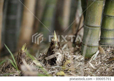 Bamboo shoots growing from the ground 89005701