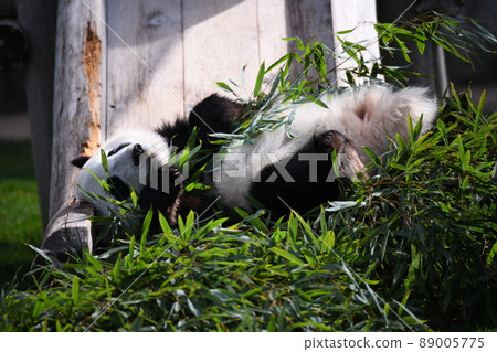 一隻小熊貓躺在滑梯上 89005775