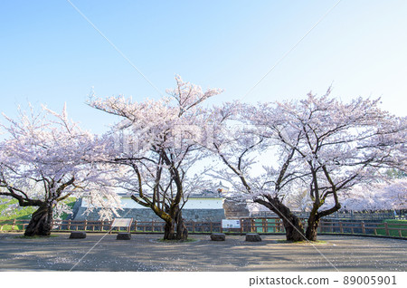 Kajo Park Fresh Morning Spring Yamagata Prefecture 89005901