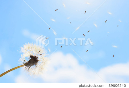 Dandelion fluff flying into the blue sky 89006240
