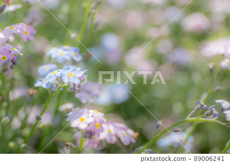 Forget-me-not 89006241