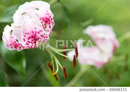 百合樹冠花 89006315