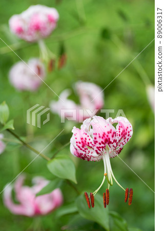 Lilium speciosum flowers with green background 89006317