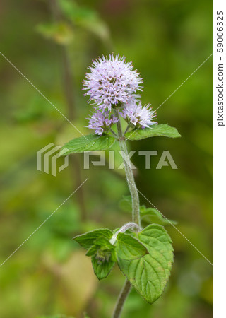 綠色背景的水薄荷花 綠色背景的水薄荷花 89006325