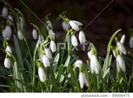 雪降 雪降 89006475