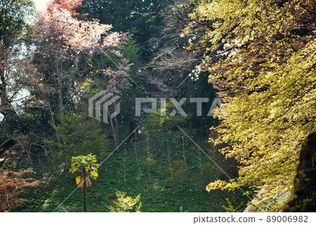 大和七福八穗初瀨長谷寺櫻花、花吹吹和光 大和七福八穗初瀨長谷寺櫻花、花吹吹和光 89006982