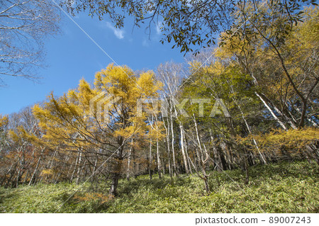 Beautiful scenery seen on the mountain trail of Mt. Nantai in autumn Beautiful scenery seen on the mountain trail of Mt. Nantai in autumn 89007243
