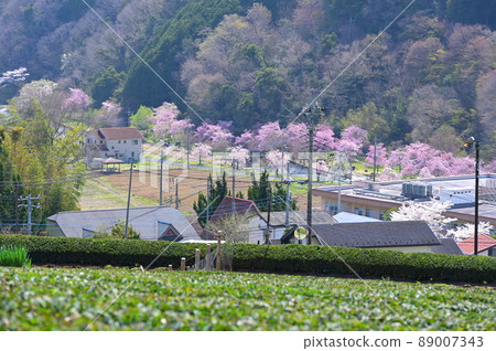 茶園“松田町”盡頭的一排垂枝櫻花 茶園“松田町”盡頭的一排垂枝櫻花 89007343