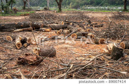 Group of logs after cut the tree. Logs used for fuel sources. Group of logs after cut the tree. Logs used for fuel sources. 89007414