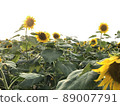 Sunflower field 89007791
