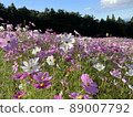  Cosmos field 89007792