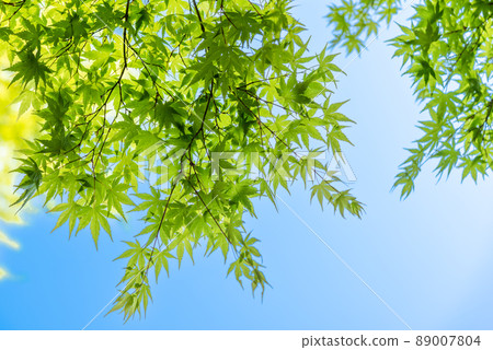Image of beautiful fresh green maple and bright sky Image of beautiful fresh green maple and bright sky 89007804