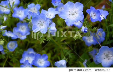 Nemophila in Senba Park, Mito City, Ibaraki Prefecture 89008042