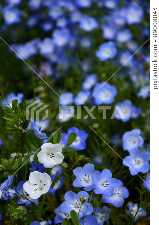 Nemophila in Senba Park, Mito City, Ibaraki Prefecture 89008043