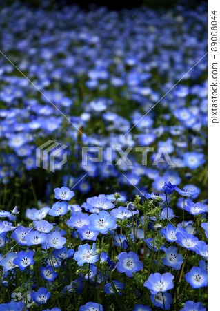 Nemophila in Senba Park, Mito City, Ibaraki Prefecture 89008044