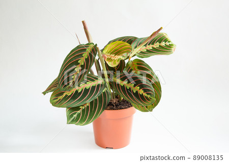 Beautiful maranta leaves with an ornament on a grey background close-up. Maranthaceae family is unpretentious plant. Copy space. Growing potted house plants, green home decor, care and cultivation 89008135