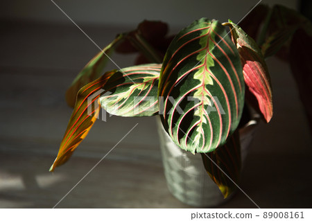 Beautiful maranta leaves with an ornament on a grey background close-up. Maranthaceae family is unpretentious plant. Copy space. Growing potted house plants, green home decor, care and cultivation 89008161
