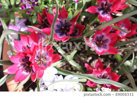 Group planting of red mini tulips 89008331