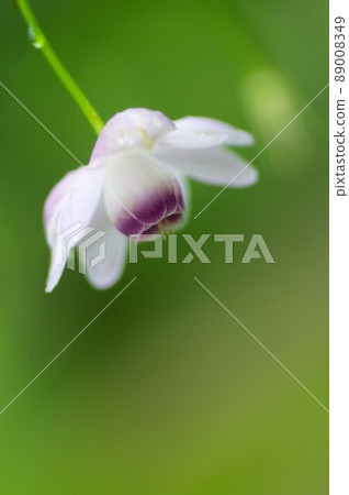 Renge goshoma 89008349